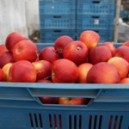 Obrazek dla: Praca w Holandii przy pakowaniu jabłek i gruszek