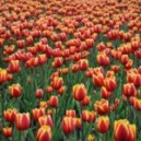 Obrazek dla: Praca w Holandii przy tulipanach
