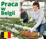 Obrazek dla: Nowe oferty pracy sezonowej w Belgii
